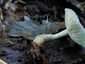 Zöld ánizsgomba (Clitocybe odora), Budai-hegység